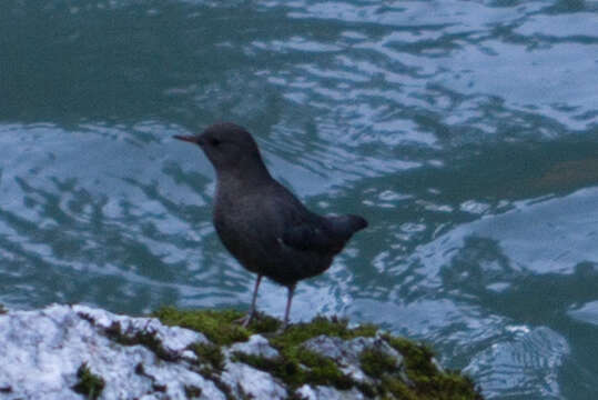 Image of American Dipper