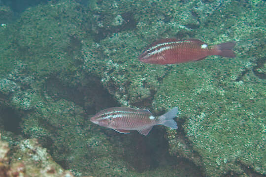 Image of Whitesaddle goatfish