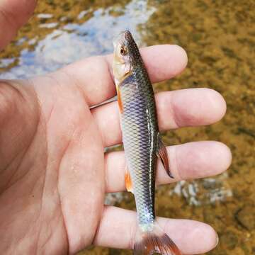 Image of Whitetail Shiner