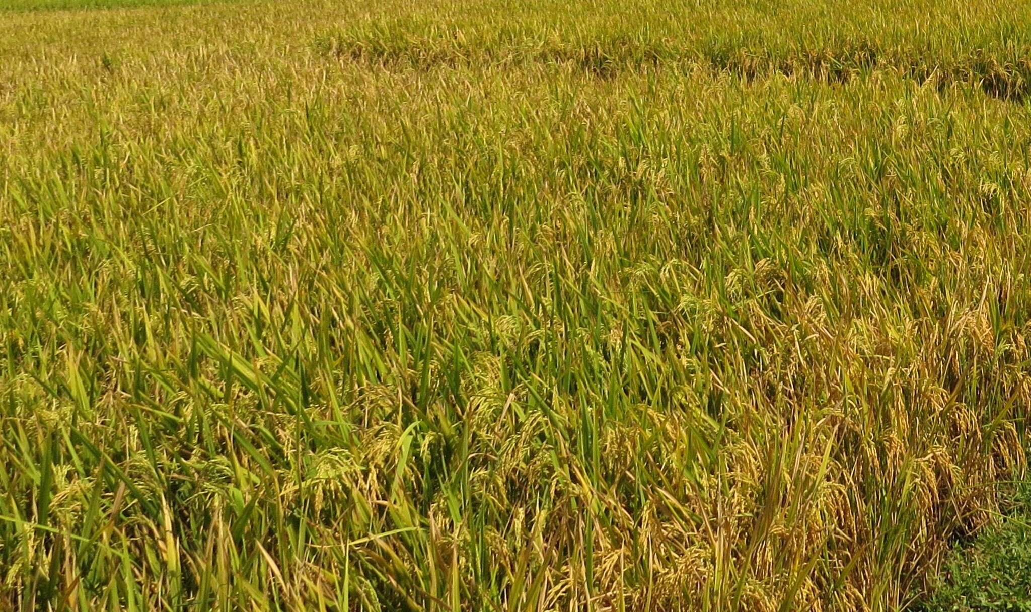 Image of rice