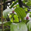 Image of Lycaste guatemalensis Archila