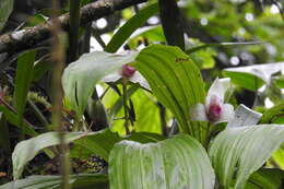 Imagem de Lycaste guatemalensis Archila