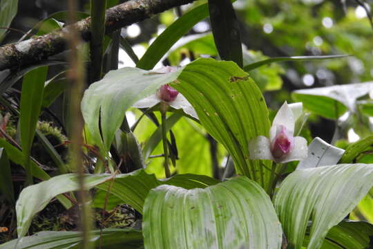 Image of Lycaste guatemalensis Archila