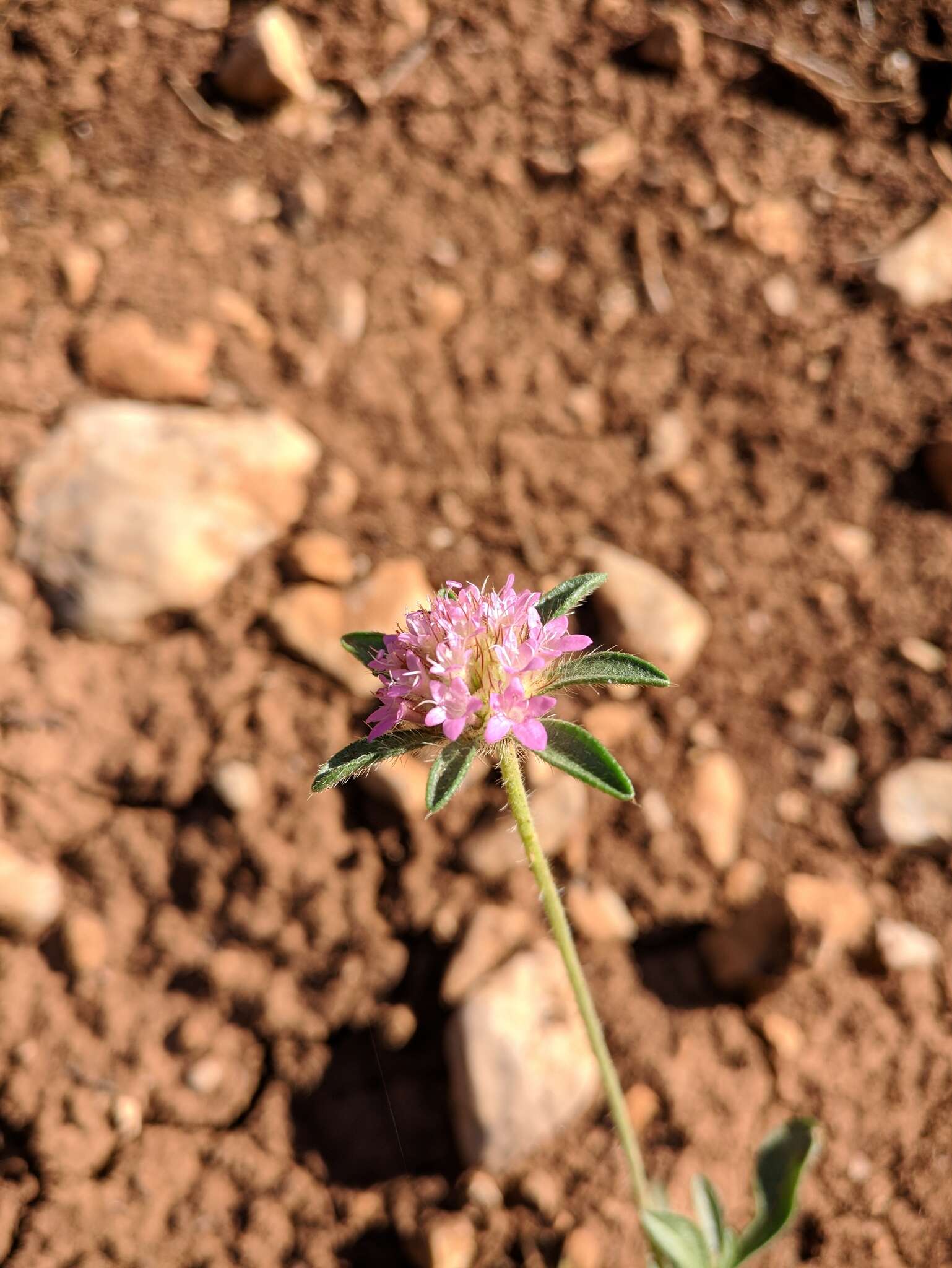 Image of Lomelosia micrantha (Desf.) W. Greuter & Burdet