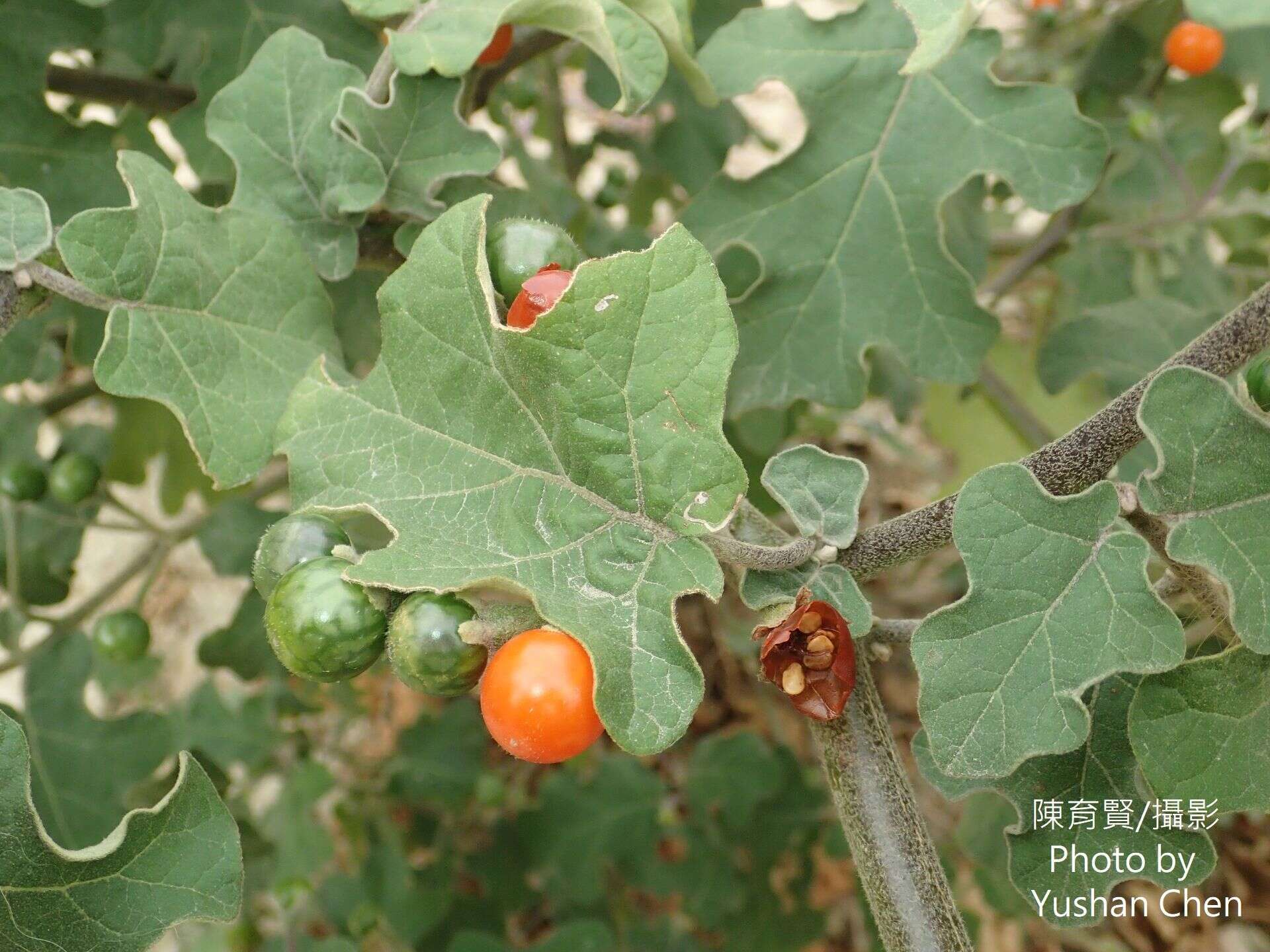 Image of Solanum violaceum Ortega