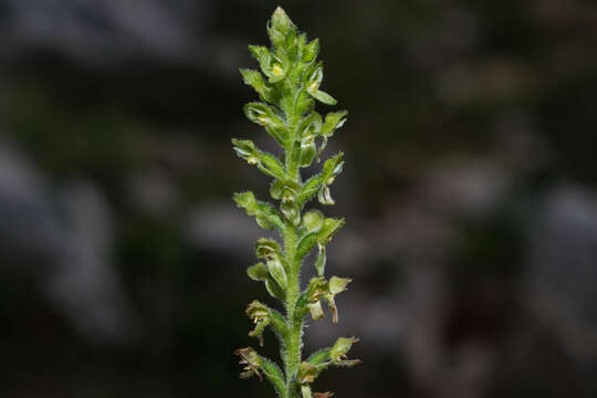 Image of Ponthieva schaffneri (Rchb. fil.) E. W. Greenw.