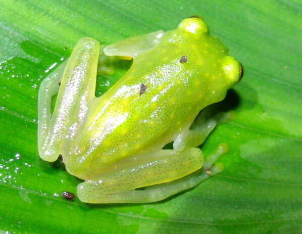 Image of Hyalinobatrachium tatayoi Castroviejo-Fisher, Ayarzagüena & Vilà 2007