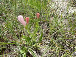 Image of purpleflower pinkroot