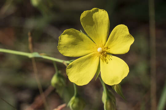 Image of Tuberaria lignosa (Sweet) Samp.