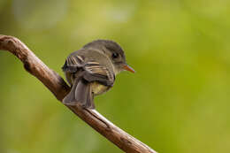 Image of Jamaican Pewee