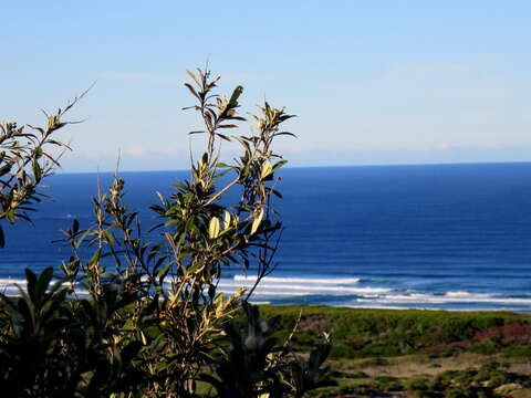 صورة Tarchonanthus littoralis