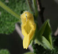 Image of Salvia aspera M. Martens & Galeotti