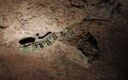 Image of Jerdon’s Gecko