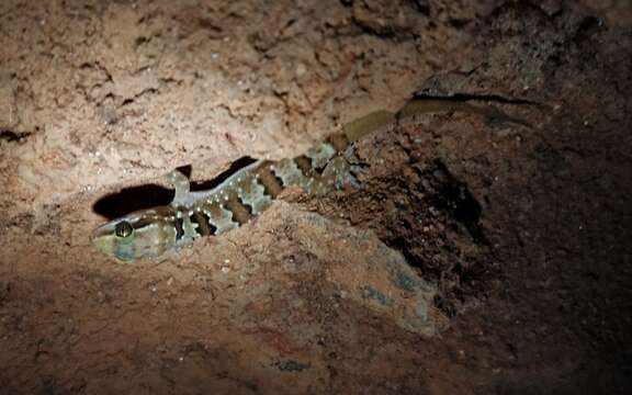 Image de Hemidactylus triedrus (Daudin 1802)