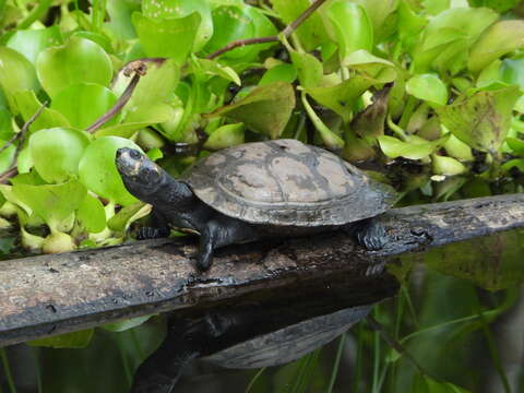 Image of Yellow-headed sideneck turtle