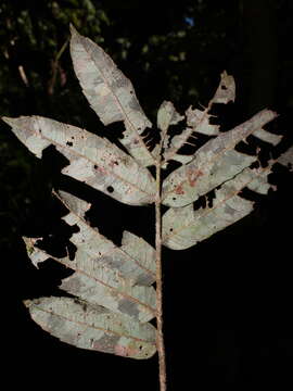 Image of Alfaroa costaricensis Standl.