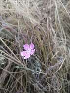 صورة Dianthus campestris M. Bieb.