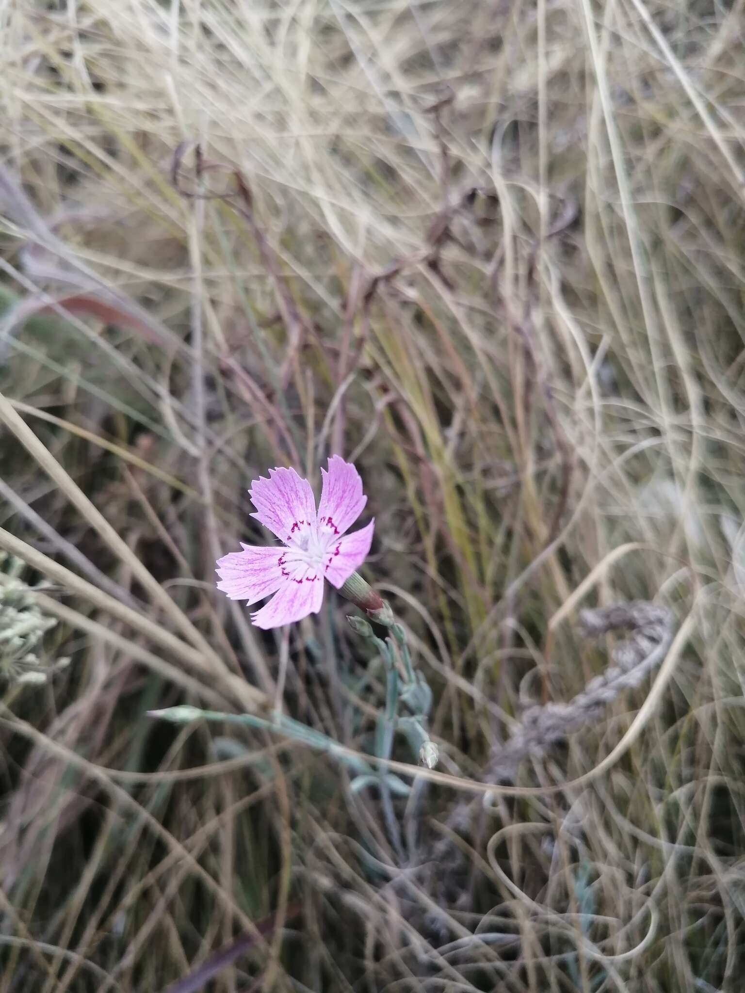 صورة Dianthus campestris M. Bieb.