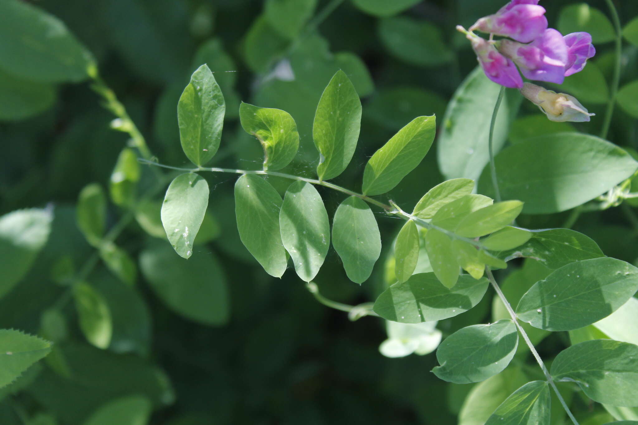 Imagem de Lathyrus nevadensis S. Watson