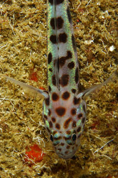 Image of Leopard-spotted Goby