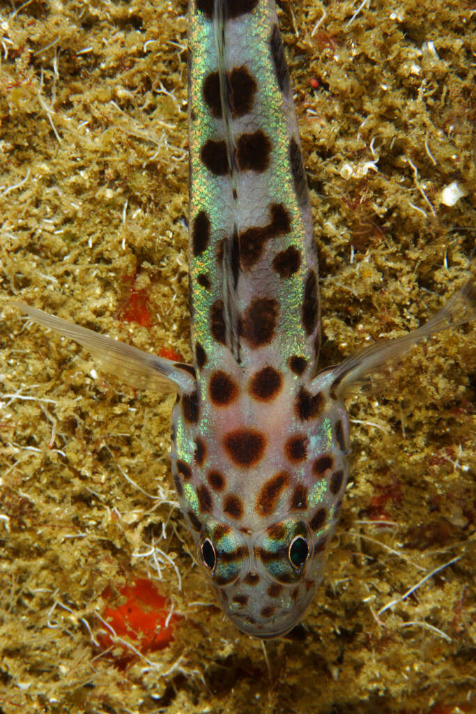 صورة Thorogobius ephippiatus (Lowe 1839)