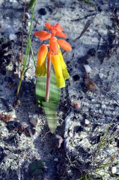 Imagem de Lachenalia callista G. D. Duncan & T. J. Edwards