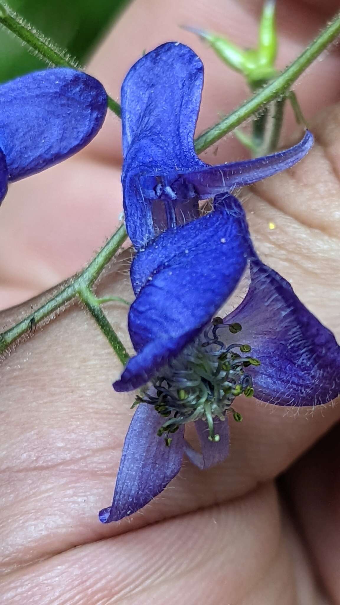 Sivun Aconitum columbianum subsp. columbianum kuva