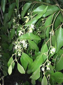 Image of Capparis quiniflora DC.