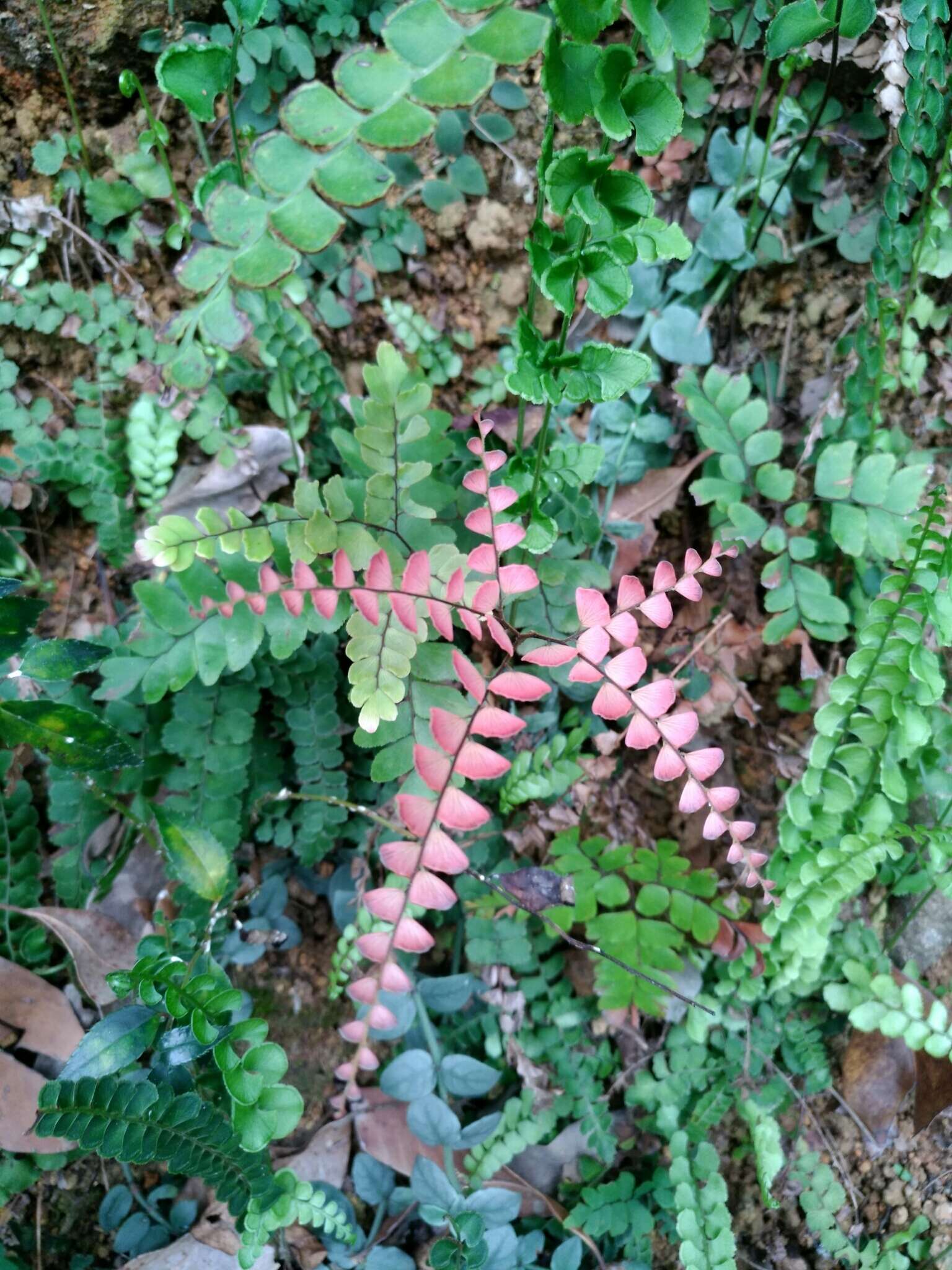 Adiantum flabellulatum L.的圖片