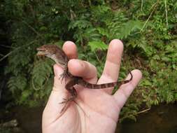 Imagem de Anolis gundlachi Peters 1877