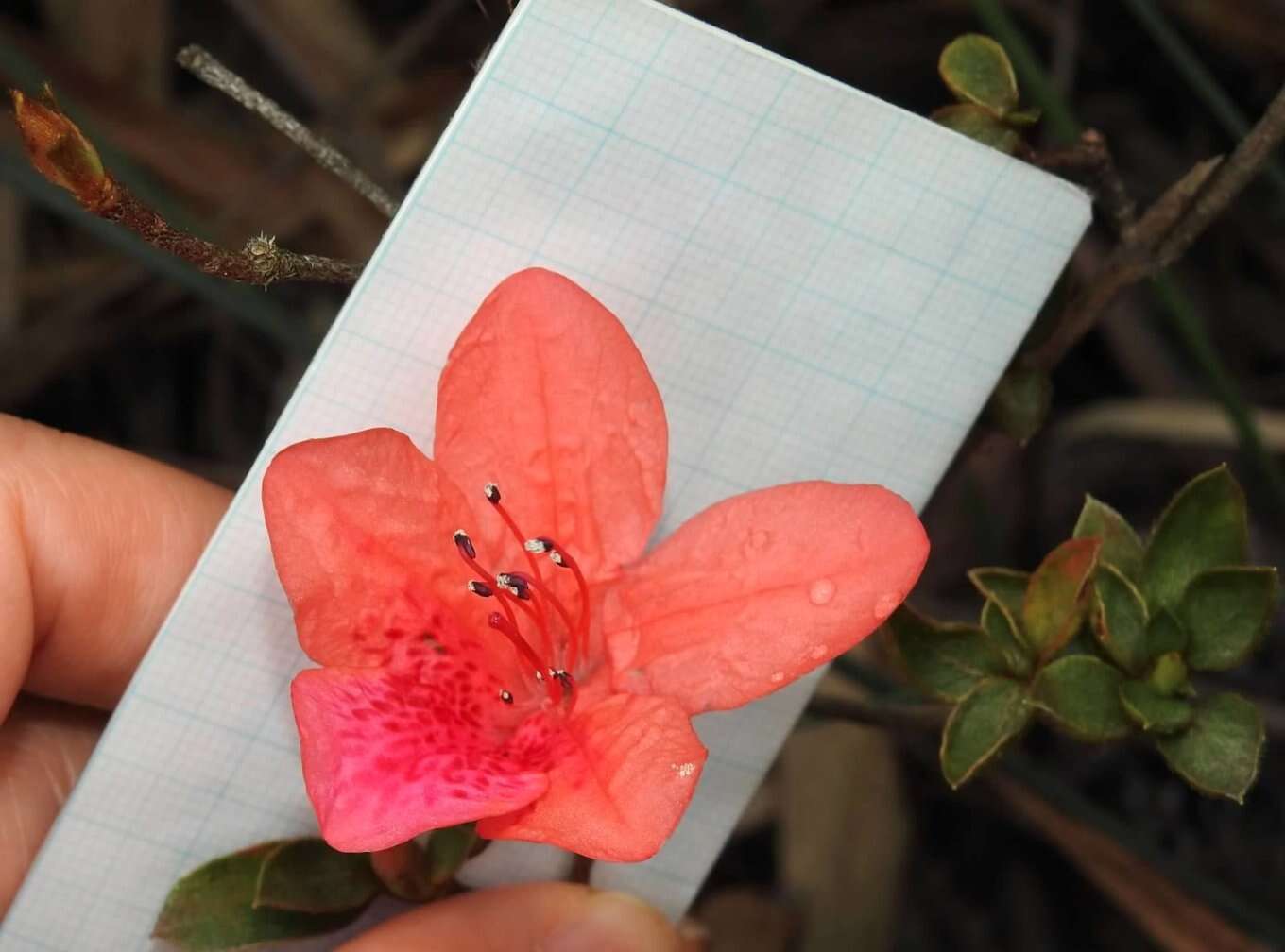 Plancia ëd Rhododendron simsii Planch.