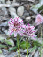 Слика од Ptilotus drummondii (Moq.) F. Müll.