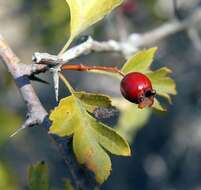 Image of Crataegus karadaghensis Pojark.