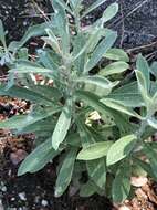 Image of rabbit-tobacco