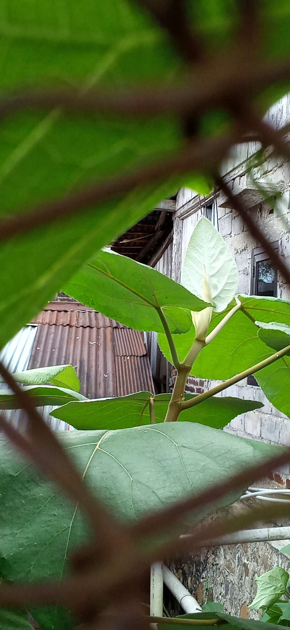 Image of Ficus padana Burm. fil.