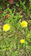 Image of Taraxacum formosanum Kitam.