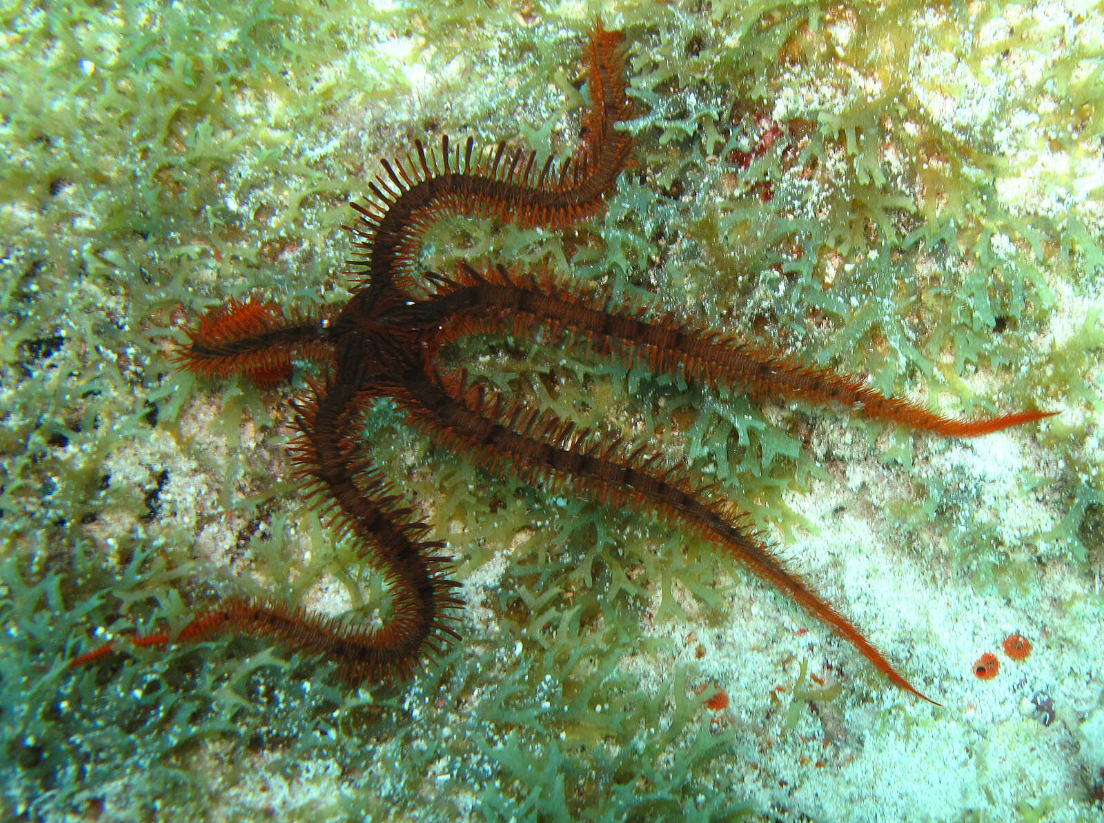 Image of Breviturma paucigranulata (Devaney 1974)
