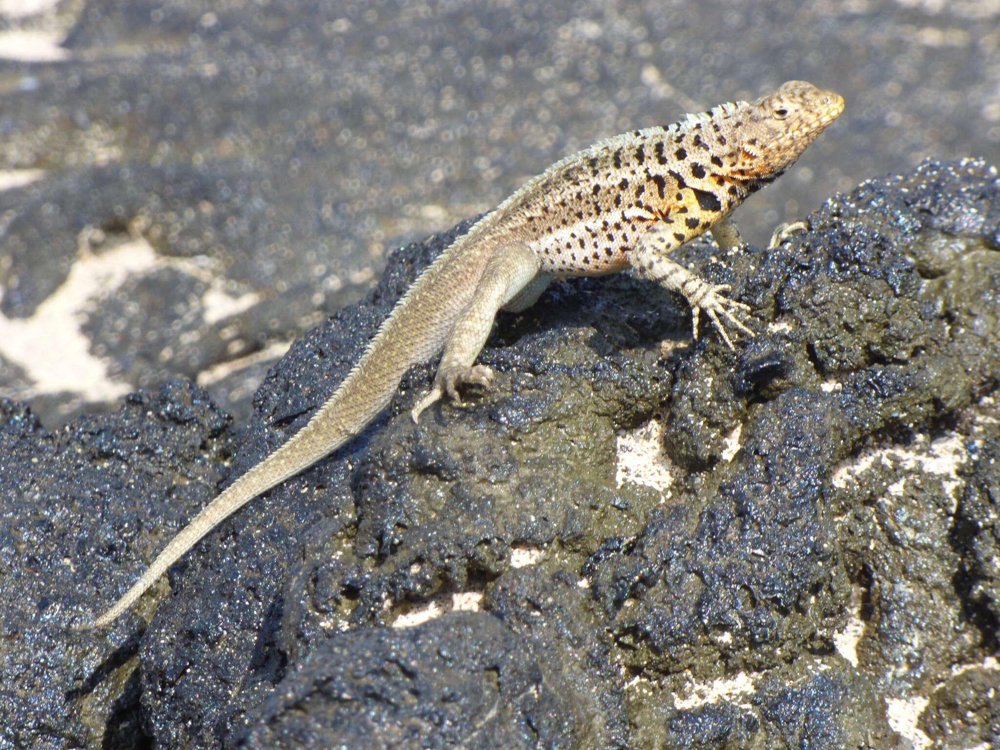 Plancia ëd Microlophus jacobii (Baur 1892)