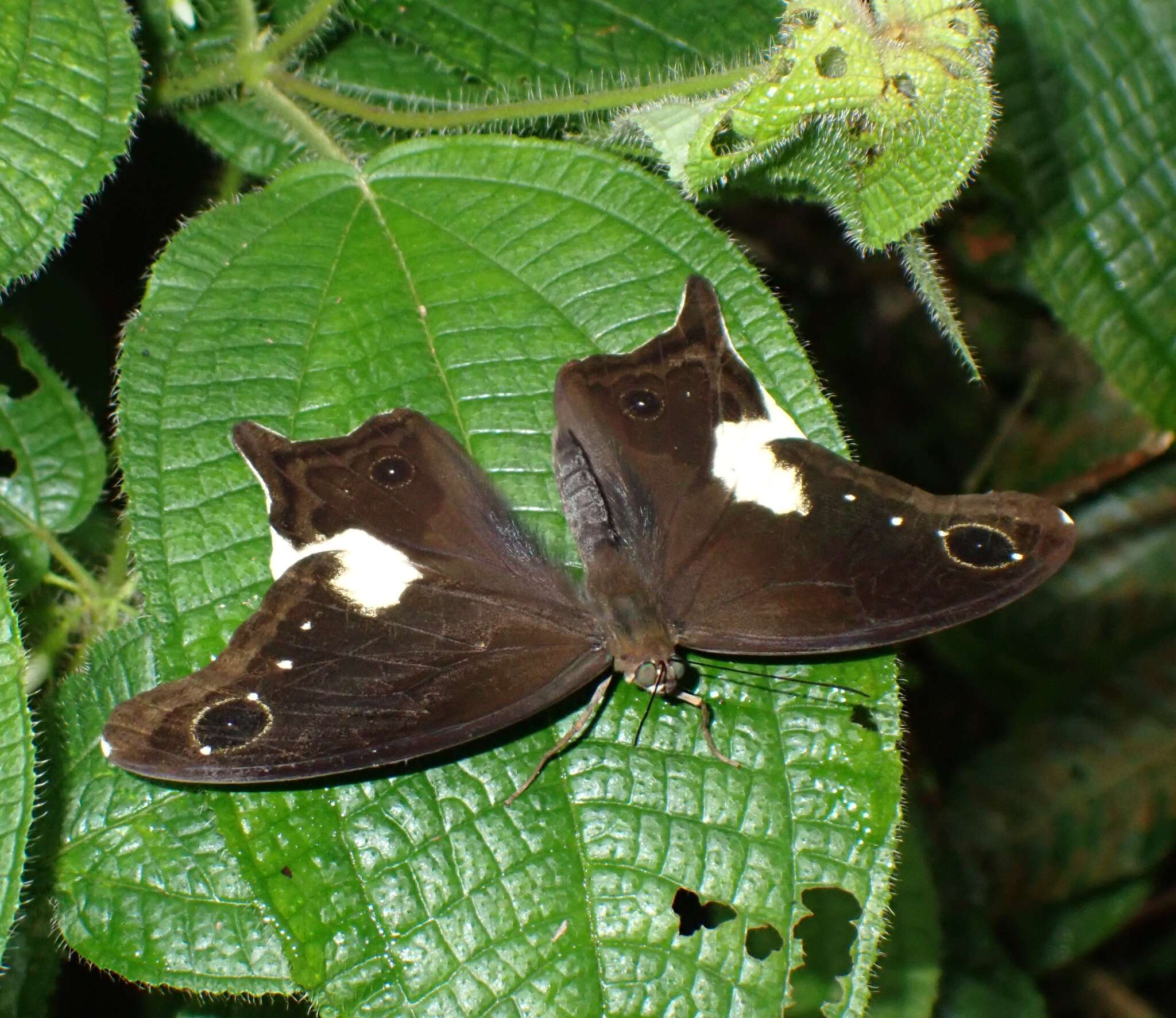 Image of Neorina lowii Doubleday (1849)