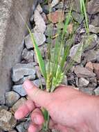 Image of Hordeum vulgare subsp. vulgare