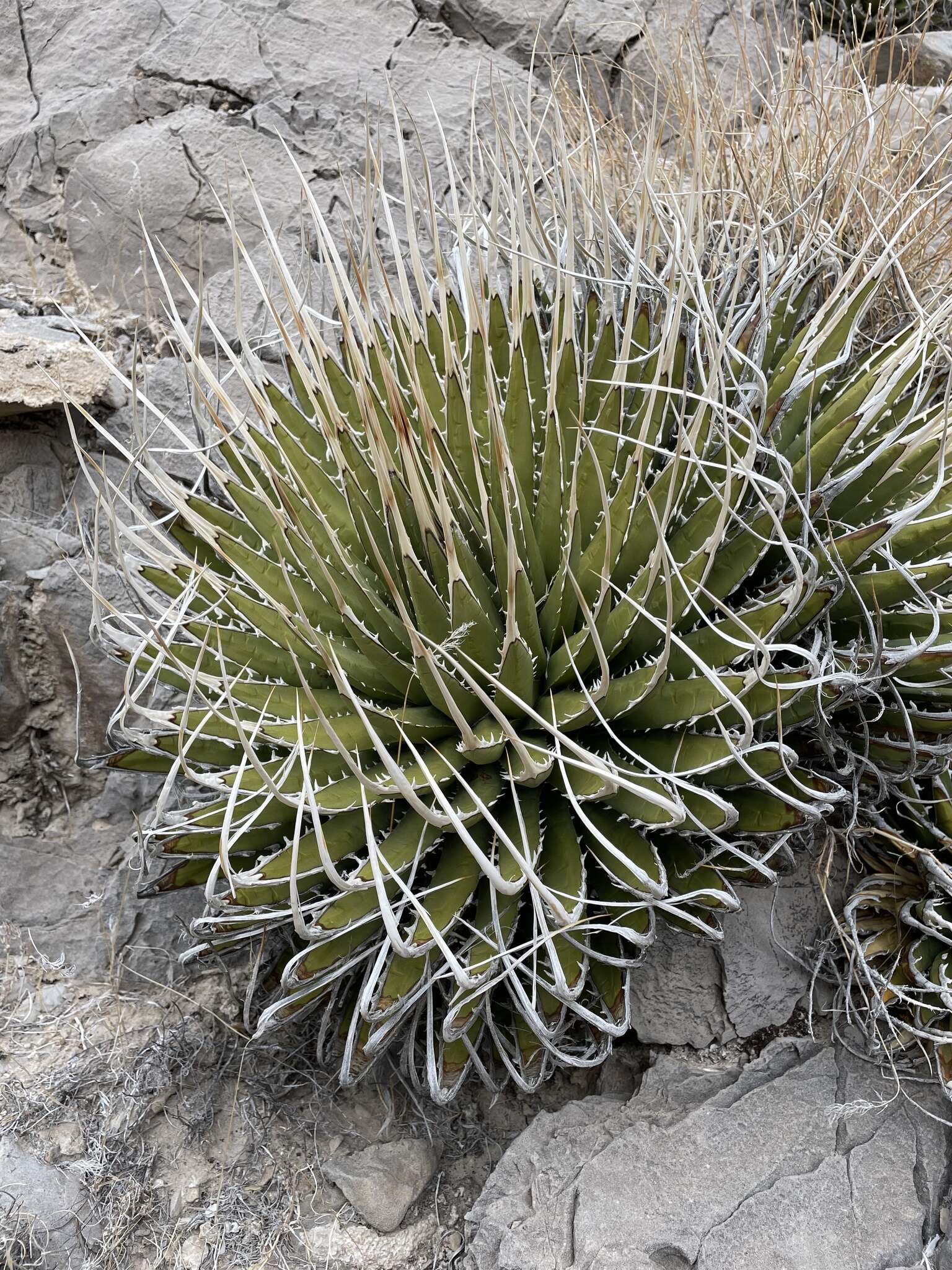 Слика од Agave utahensis var. eborispina (Hester) Breitung