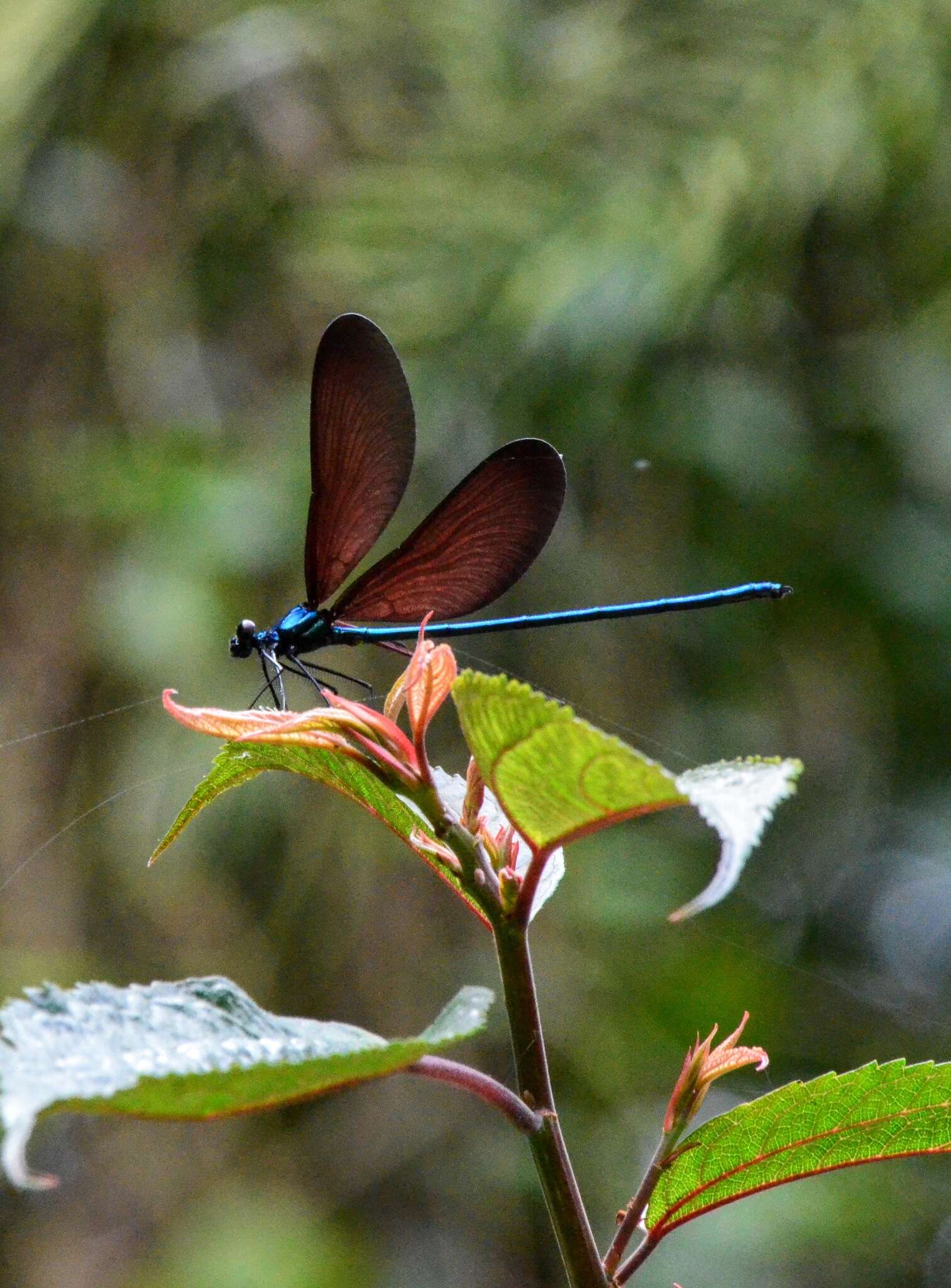 Image of Matrona cyanoptera Hämäläinen & Yeh 2000