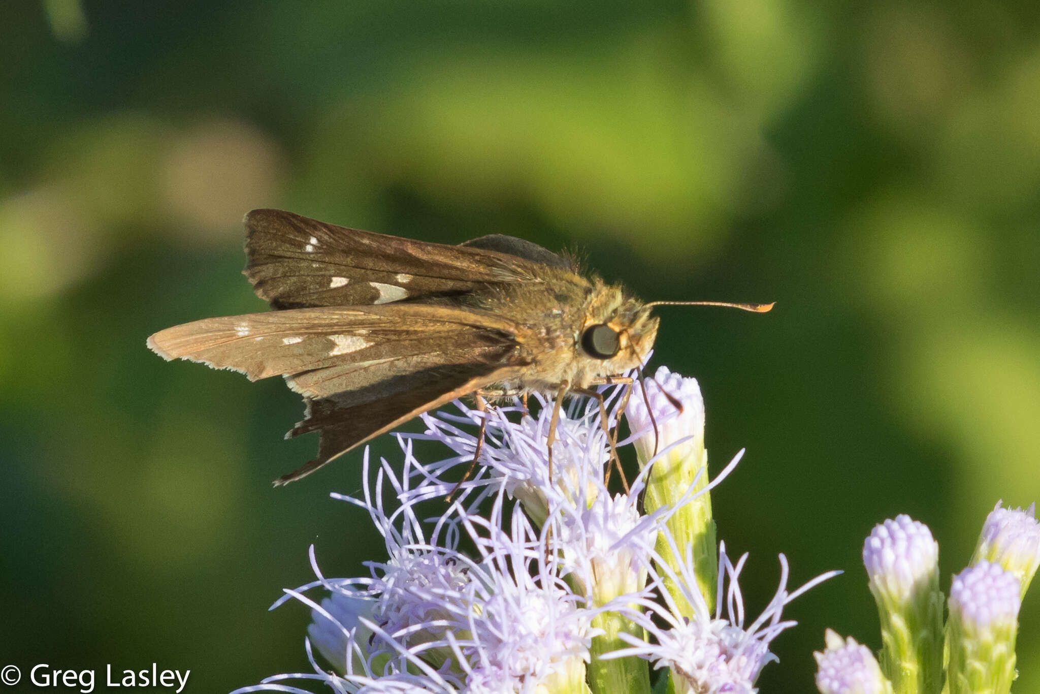 Image of Hecebolus skipper