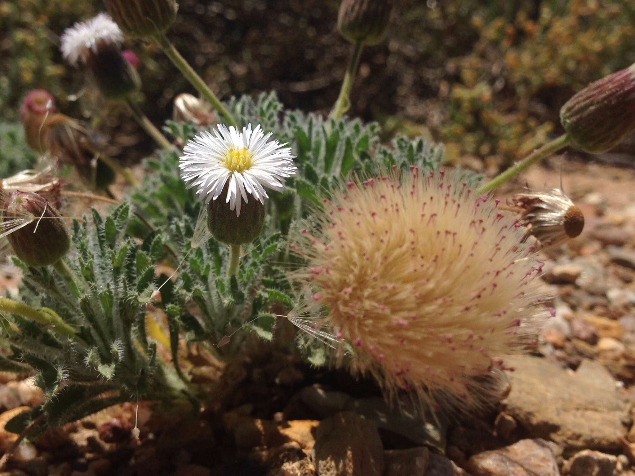 Image de Ixiochlamys cuneifolia (R. Br.) F. Müll. & Sond.