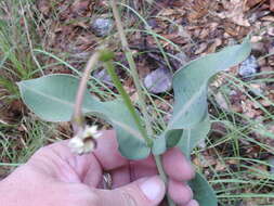 Image of Asclepias elata Benth.