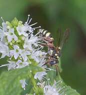 Image of Texas Nomad Bee