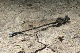 Image of Blue-tipped Dancer