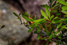 صورة Gymnosporia bachmannii Loes.