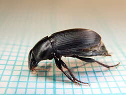 Image of Harpalus (Harpalus) tardus (Panzer 1796)