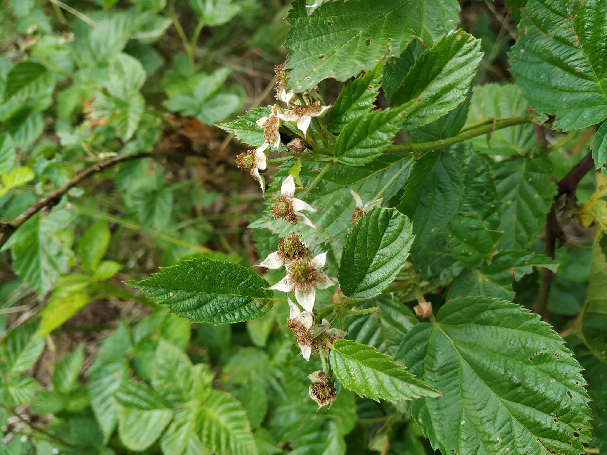 Image de Rubus polonicus Barr. ex Weston